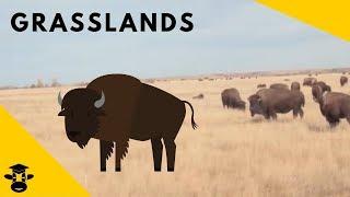 Grasslands  Biomes of the World