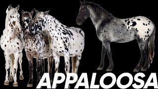 Equine 411 Appaloosa