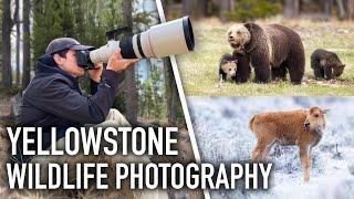 Photographing a Grizzly Bear with Cubs & Gray Wolves - Yellowstone Spring Wildlife Photography