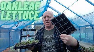 Oakleaf Green Lettuce Gardening Allotment UK Home Growing Veg & Flowers