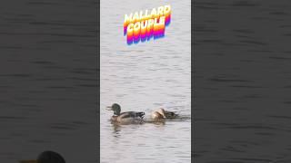 Unusual Courtship Of A Mallard Couple 野鴨夫唱婦隨著跳舞 #mallard #mallardduck #鴨