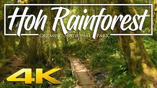 Hoh Rainforest Olympic National Park  Relaxation and Hiking Guide 4K