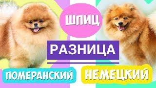 Шпиц Померанский и Немецкий  РАЗНИЦА