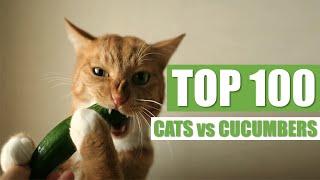 TOP 100 CATS vs CUCUMBERS