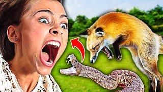 10 Most Dangerous Animals- that asked Humans for Help