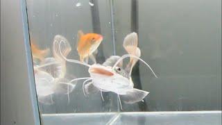 When goldfish meets Redtail catfish