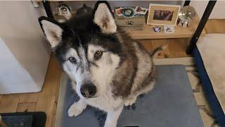 Husky Gets A Big Surprise After Vets Visit