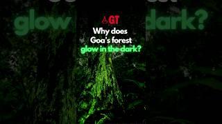 Bio Luminescent forests in Goa #shorts #magicalforestgoa #2024 #monsoon  Gomantak Times