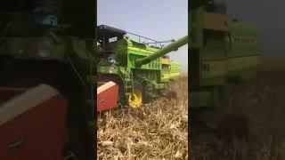 Maize Harvesting by Combine