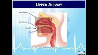 EMT 1-4  Overview of the Human Body and Physiology