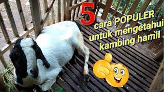 5 cara jitu untuk mengetahui kambing hamil atau tidak