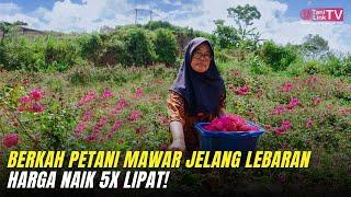 Untung Besar Petani Mawar. Hari yang Paling Ditunggu-tunggu