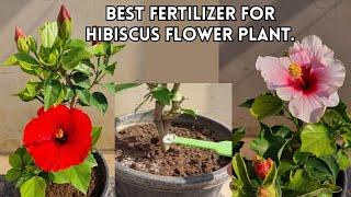 Hibiscus flower plant care and fertilizer.