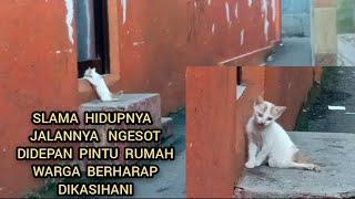 KUCING PINCANG YANG BERHARAP MASUK DIDEPAN PINTU WARGA KINI SUDAH TAK MENDERITA.