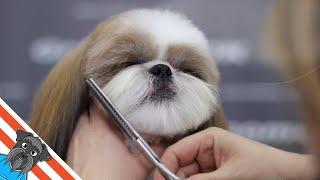 A beautiful haircuts shih tzu - How to groom shih tzu?