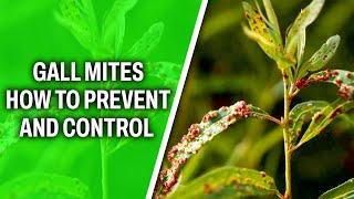 Gall Mites- How to prevent and control it