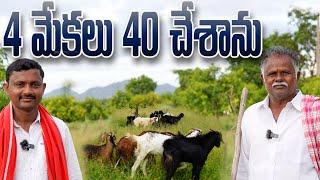 మేకల పెంపకం బాగుంది  Goat Farming  రైతు బడి