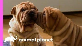 These Wrinkly Shar-Pei Pups Are Learning To Be The Best Guard Dogs  Too Cute