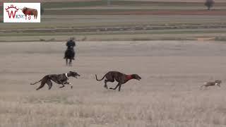 LA MEJOR CARRERA DE GALGOS DIVINA VS BRUJA