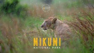 MIKUMI NATIONAL PARK  TRAVEL FILM  MOIZ HUSEIN STORYTELLER