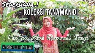 MATERIAL TANAMAN SEDERHANA UNTUK HUTAN MINI DI RUMAH # MY MINI FOREST AT HOME