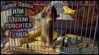 Пасюки  Лапки лапки или Молли просится гулять. Wild Rats