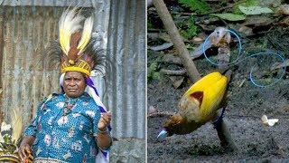 Exploring West Papua Biak Japanese Cave Wamena daymarket Sentanie Arfak  & Raja Ampat