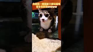 你跟我一樣過敏又愛跟貓玩嗎www 留言告訴我～～～～   #foryou #kitten #cat #pet #貓咪 #貓貓 #寵物餐廳