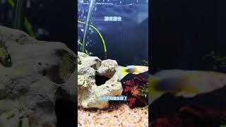 小米魚缸 鬥魚白白 感覺怪怪的好像生病 剩下的魚魚還可以 #訂閱 #分享 #按讚 #小米 #guppyfish