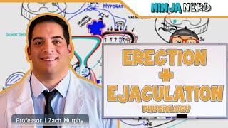 Male Reproductive System  Erection & Ejaculation