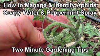 How to Easily Treat Aphids on Tomato Plants - Soapy Water & Peppermint Spray Two Minute TRG Tips