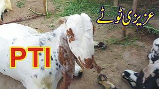 Funny Bakra Eid Special PTI Azizi Totay I Tezabi Totay by Ali Azizi  Funny Punjabi Dubbing