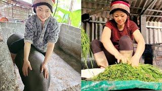 Hard daily work Chopping banana trees Getting vegetables Feeding the pigs  Lý Thìn Ca