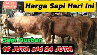 REVIEW HARGA SAPI 16 JUTA sd 24 JUTA ‼️ SAPI QURBAN 2024  PASAR SAPI BUMIAYU