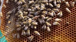 БОРЬБА С РОЕНИЕМ ПЧЕЛ В ЛЕЖАКАХ  ANTI-SWARMING BEES IN BEDS