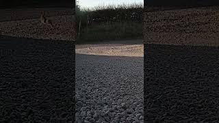 Hare mum saves her baby from a stoat 