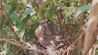 #EP19. Spotted Dove birds Feed the baby in the nest wel  Review Bird Nest 