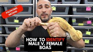 WHAT IN THE HEMIPENES? How to identify male and female boas by palpating.
