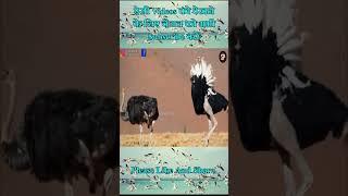 Ostrich mating dance  शुतुरमुर्ग का अनोखा डांस  #shorts #shortvideo