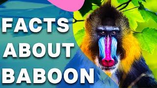 Amazing Facts About Baboons II Amazing Baboon Facts You Didnt Know