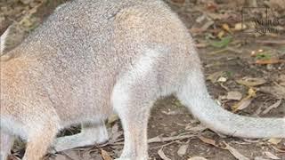 Interesting facts about red necked wallaby by weird square