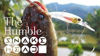 THE HUMBLE SNAKEHEAD - ON LURES