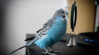 Parakeet sounds  Budgie singing to mirror