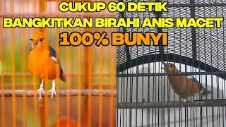 SUITAN ANIS MERAH DAN NRATAK BETINA 100% AMPUH MAMPU BANGKITKAN BIRAHI AGAR NGEPLONG