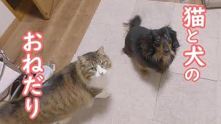 出勤前におやつをおねだりする猫と犬が可愛すぎました【保護猫／ダックス】