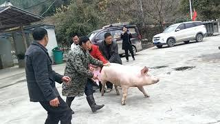 Pig Slaughter -  Three hundred catties of pigs seven people actually missed it and almost ran away