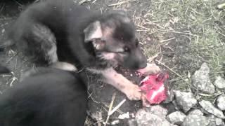 German Shepherd Puppies eating