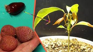 Growing LYCHEE Tree from Seed - 169 Days Time Lapse