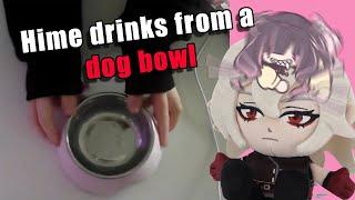 Hime drinks from a dog bowl I wish that was clickbait