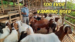 Peternakan Kambing Boer Terbesar